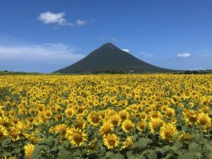 開聞岳を望む絶景ドライブコース